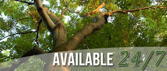 Our Tree Service Available 24/7