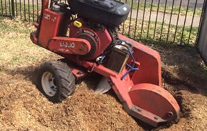 Stump Grinding and Stump Removal Sydney