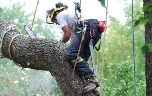 Tree Removal Services in Sydney